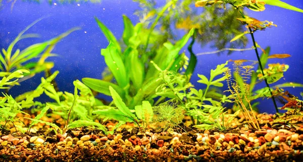 Aquário com água doce, pedras silvestres e algas — Fotografia de Stock