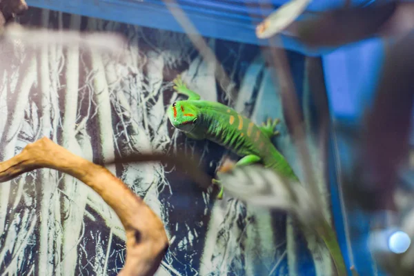 Lagarto salvaje arrastrándose sobre una rama, lagarto africano en un zoológico —  Fotos de Stock