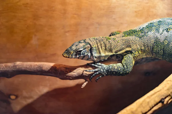 Vilde firben kravler på en gren, Afrikanske firben i en zoologisk have - Stock-foto