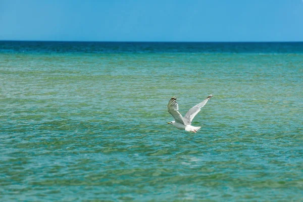 Martı avını bulmak için deniz suyunun üzerinde uçuyor.. — Stok fotoğraf
