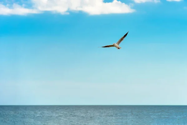 Martı mavi bir gökyüzüne karşı deniz suyu üzerinde uçan — Stok fotoğraf