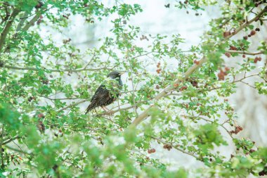 Kale bir ağacın üzerinde oturur ve etrafında dünya izler.