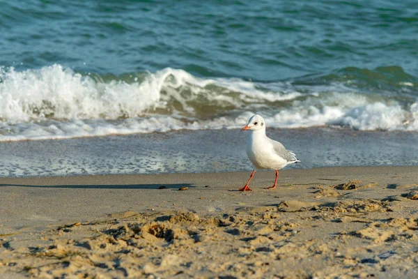 Martı avını bulmak için deniz suyunun üzerinde uçuyor.. — Stok fotoğraf