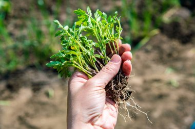Bir kadın elinde bir domates tohumu tutuyor. Kökleri domates ekmek ve yetiştirmek için..