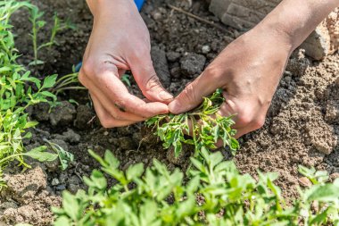 Bir kadın domates yetiştirmek için toprağa dikim için domates fidesi seçer.