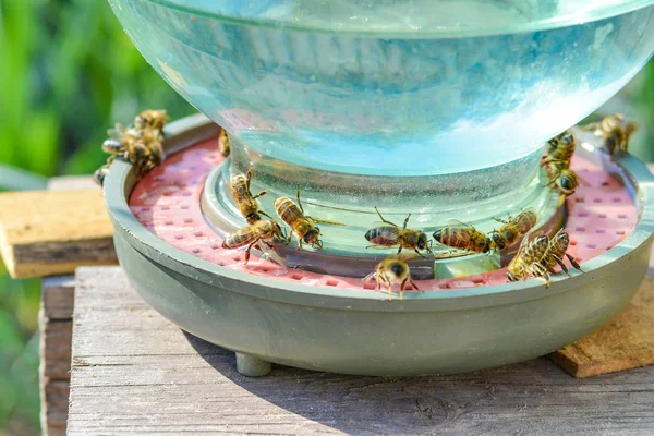 Tazón para beber abejas, apicultura, alimentación y alimentación de abejas en el colmenar . — Foto de Stock