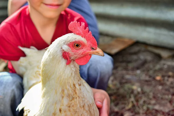 Niños y gallinas en el gallinero, niño alegre sosteniendo un pollo en sus manos. El concepto de hombre cuidado de la naturaleza . — Foto de Stock