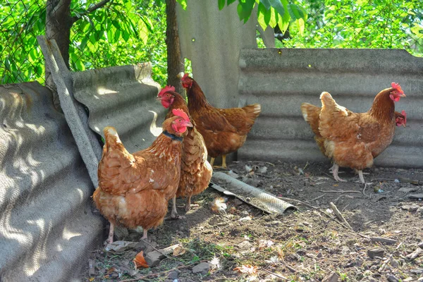 家庭農場、家畜農場の鶏小屋で鶏. — ストック写真