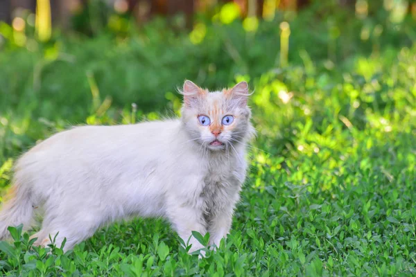 Un gato blanco loco con ojos sorprendidos se sienta en la hierba en el parque . — Foto de Stock