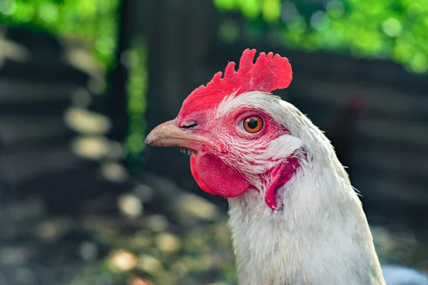 Цыплята в курятнике на домашней ферме, животноводческой ферме . — стоковое фото