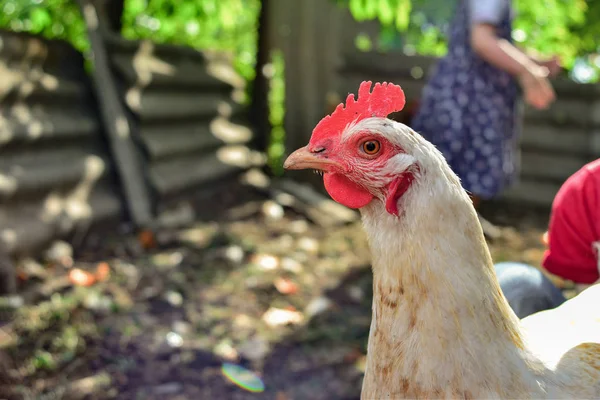Pollos en el gallinero en una granja casera, granja de ganado . — Foto de Stock