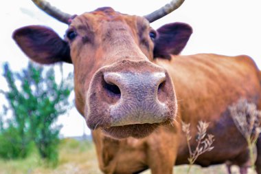 Bir bulutlu mavi gökyüzüne karşı çayırda otluyor, geniş açılı yakın çekim fotoğraf.