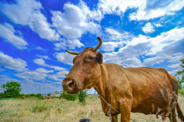 Una vaca roza en un prado contra un cielo azul nublado, foto de primer plano de gran angular . —  Fotos de Stock