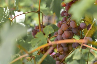 Şaraphanedeki tarlalarda kırmızı üzümler. Şarap çeşitli çeşitlerinin üretimi için büyüyen üzüm bağları.
