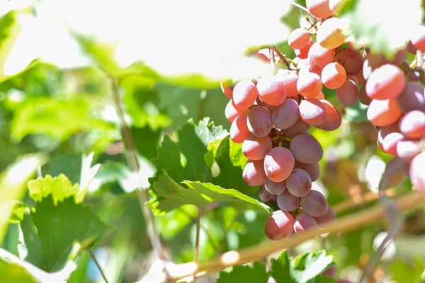Rode druiven op plantages in de wijnmakerij. Teelt van wijngaarden voor de vervaardiging van verschillende soorten wijn. — Stockfoto