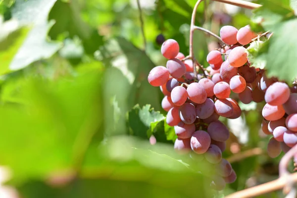 Rode druiven op plantages in de wijnmakerij. Teelt van wijngaarden voor de vervaardiging van verschillende soorten wijn. — Stockfoto