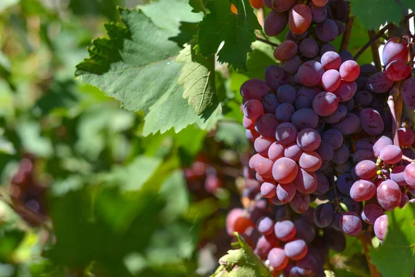 Rode druiven op plantages in de wijnmakerij. Teelt van wijngaarden voor de vervaardiging van verschillende soorten wijn. — Stockfoto