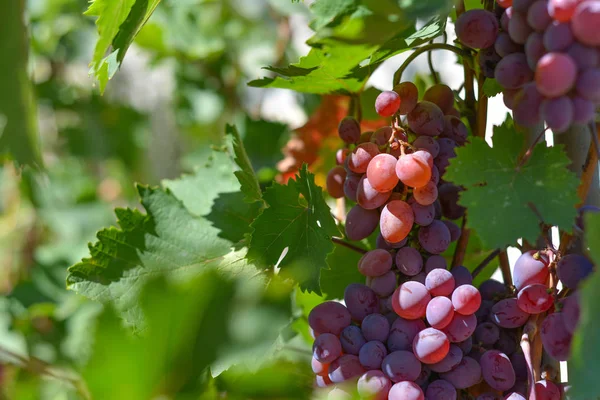 Rode druiven op plantages in de wijnmakerij. Teelt van wijngaarden voor de vervaardiging van verschillende soorten wijn. — Stockfoto