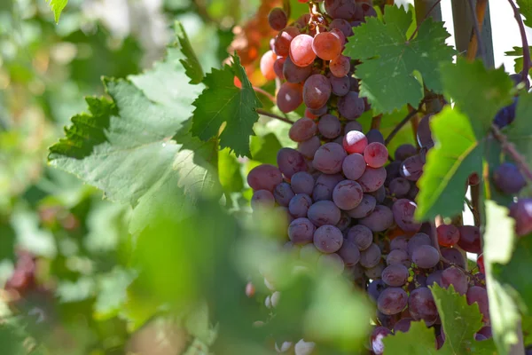 Rode druiven op plantages in de wijnmakerij. Teelt van wijngaarden voor de vervaardiging van verschillende soorten wijn. — Stockfoto