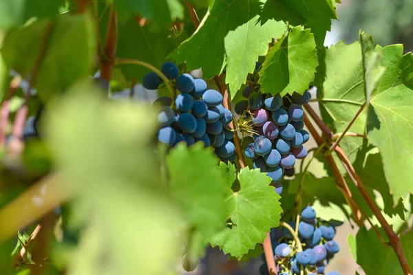 Blauwe druiven op plantages in de wijnindustrie en de agrarische industrie. Wijndruiven kweken. — Stockfoto