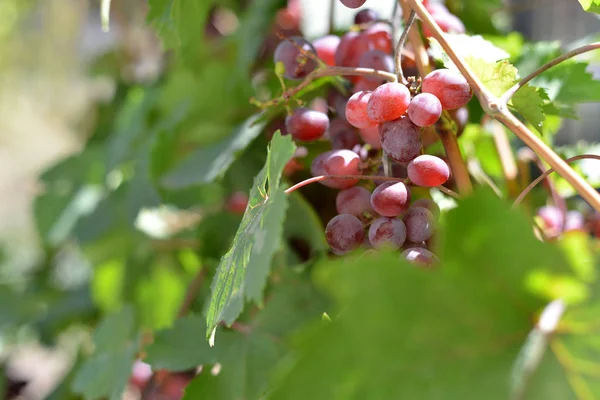 Rode druiven op plantages in de wijnmakerij. Teelt van wijngaarden voor de vervaardiging van verschillende soorten wijn. — Stockfoto