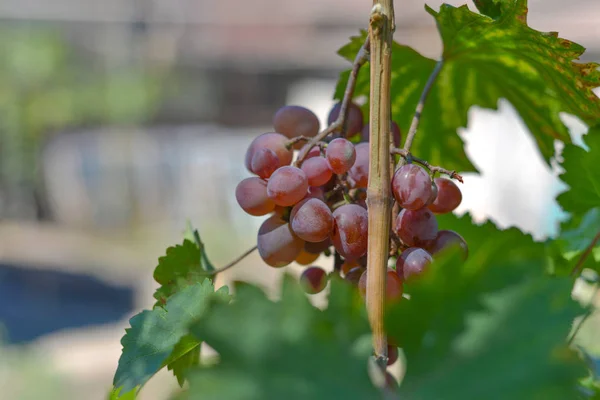 Rode druiven op plantages in de wijnmakerij. Teelt van wijngaarden voor de vervaardiging van verschillende soorten wijn. — Stockfoto