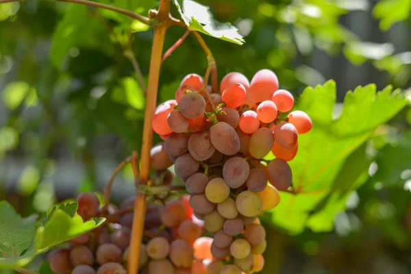 Rode druiven op plantages in de wijnmakerij. Teelt van wijngaarden voor de vervaardiging van verschillende soorten wijn. — Stockfoto