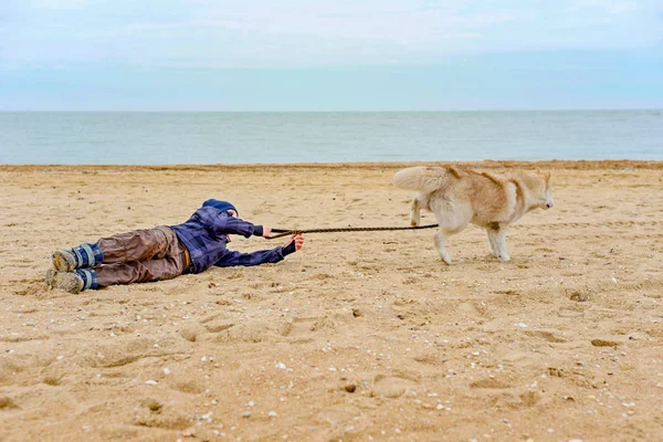 Husky dog pulls the boy by the belt and runs away from him, dragging the child along the sand on the seashore. — Stock Photo, Image