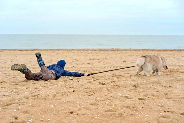 Husky dog pulls the boy by the belt and runs away from him, dragging the child along the sand on the seashore. — Stock Photo, Image