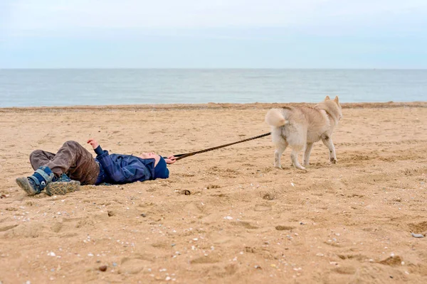 Husky dog pulls the boy by the belt and runs away from him, dragging the child along the sand on the seashore. — Stock Photo, Image