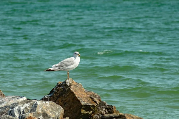 Bir martı kuş deniz suyunun arka planına karşı bir taş üzerinde duruyor. — Stok fotoğraf