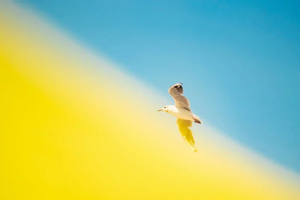 Ένα πουλί γλάρος πετάει στον ουρανό σε ένα κίτρινο-μπλε φόντο με διασκορπισμένα φτερά. — Φωτογραφία Αρχείου