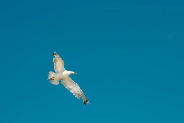 Açık gökyüzünde kanatları açılmış bir martı kuşu uçuyor.. — Stok fotoğraf