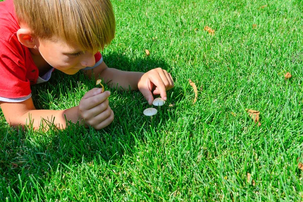 Der Junge liegt auf dem grünen Gras und betrachtet kleine Steinpilze. — Stockfoto