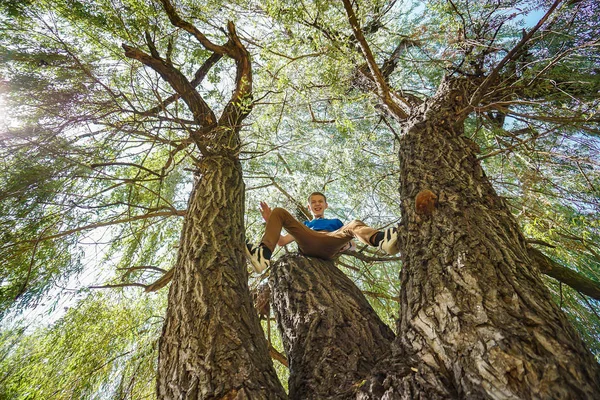 A boy sits on top of a tree, wide angle photo.