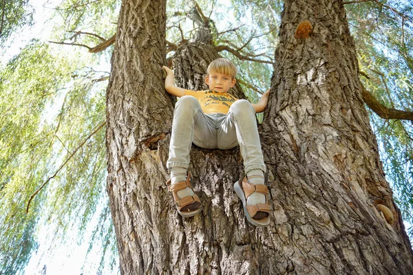 A boy sits on top of a tree, wide angle photo.