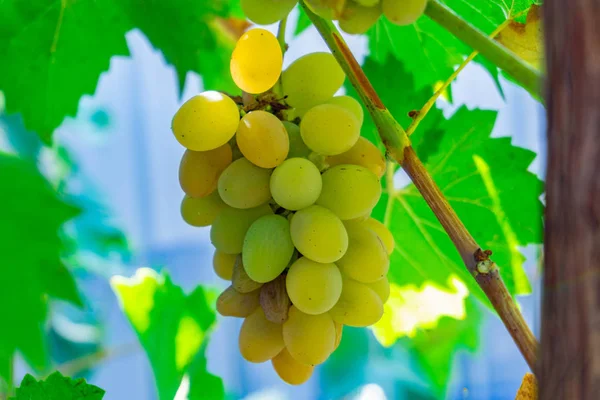 Geurige en sappige druiven op de wijnstok op een druiven plantage. — Stockfoto