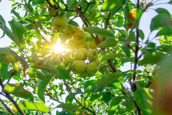 Zielone jabłko na gałęzi drzewa, słońce świeci przez liści. — Zdjęcie stockowe