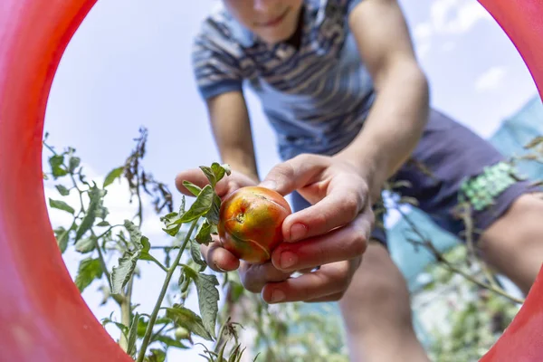 Raccolta di un pomodoro in una fattoria di casa, un uomo depone un pomodoro strappato in un secchio . — Foto Stock