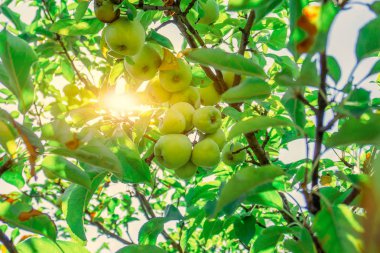 Bir ağaç dalı üzerinde yeşil elma, güneş yaprakları ile parlar