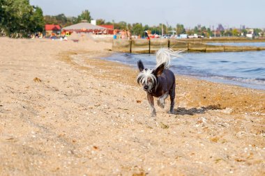 Küçük siyah bir köpek deniz sahilinde kumda koşar..
