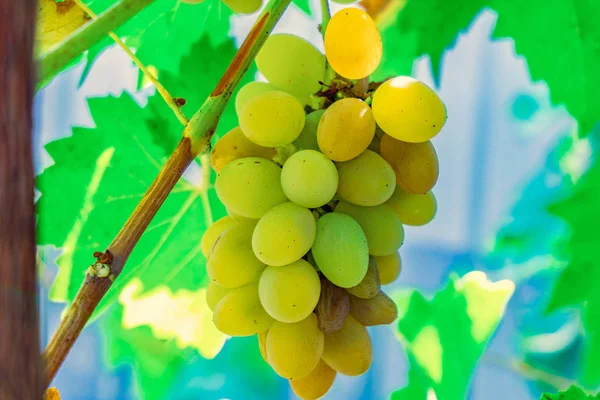 Geurige en sappige druiven op de wijnstok op een druiven plantage. — Stockfoto
