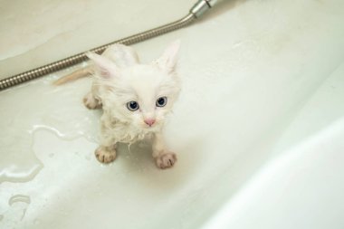 Duşta banyo yaptıktan sonra küçük beyaz ıslak bir kedi yavrusu banyoda oturur. Evcil hayvanların temizliği ve hijyeni.