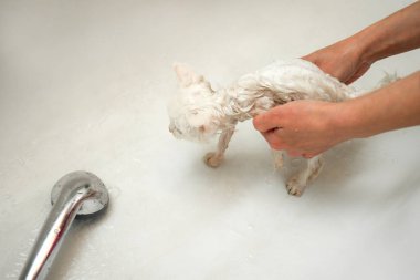 Bir kadın küvette su altında beyaz bir kediyi yıkıyor. Evcil hayvanların temizliği ve hijyeni.