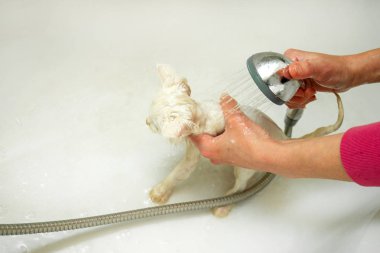 Bir kadın küvette su altında beyaz bir kediyi yıkıyor. Evcil hayvanların temizliği ve hijyeni.