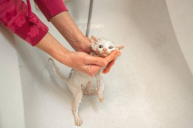 Bir kadın küvette su altında beyaz bir kediyi yıkıyor. Evcil hayvanların temizliği ve hijyeni.