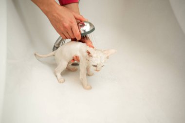 Bir kadın küvette su altında beyaz bir kediyi yıkıyor. Evcil hayvanların temizliği ve hijyeni.