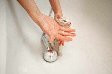 Bir kadın küvette su altında beyaz bir kediyi yıkıyor. Evcil hayvanların temizliği ve hijyeni.