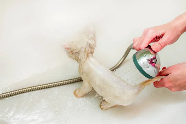 Žena koupe bílou kočku ve vaně pod vodou. Čistota a hygiena domácích mazlíčků. — Stock fotografie