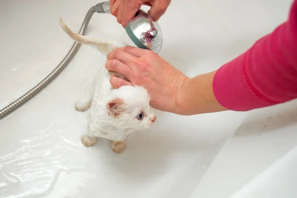 Uma mulher banha um gato branco em uma banheira subaquática. Limpeza e higiene de animais de estimação . — Fotografia de Stock